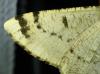 Hypomecis roboraria
